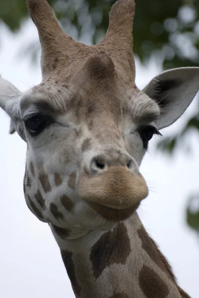 Hübsche Giraffe — Stockfoto