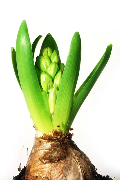 stock image A young hyacinth