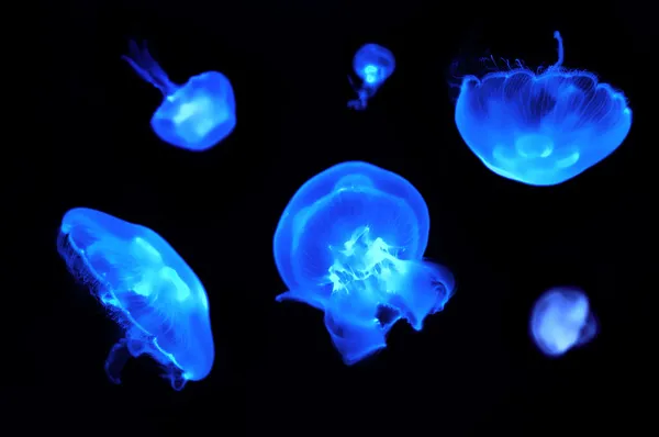 Medusas nadando pacíficamente —  Fotos de Stock