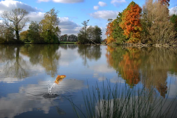 Stock image Goldfish jumping