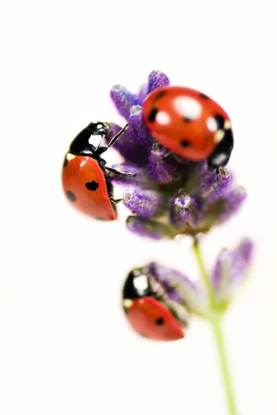 Ladybirds on lavender — Stock Photo, Image