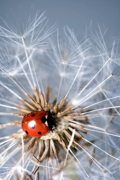 Ladybird on a dandelion — Stock Photo, Image