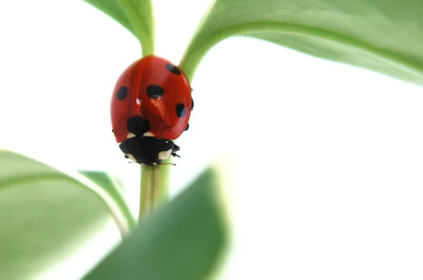 Ladybird on plant stem — Stock Photo, Image