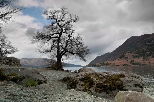 Tree at lake edge, Cumbria, England — Stock Photo, Image