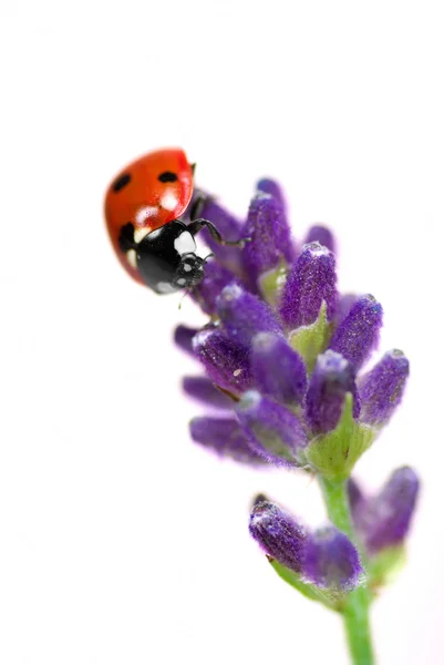 Ladybird on lavender — Stock Photo, Image