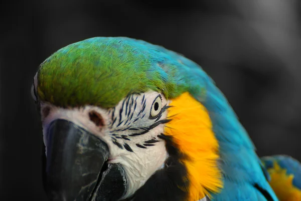 Macaw close-up — Fotografia de Stock