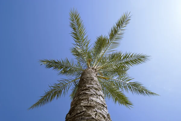 stock image Palm tree