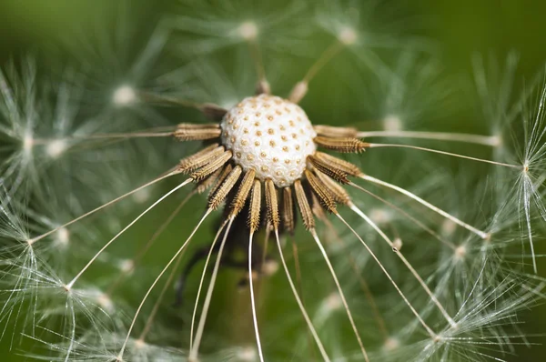 Dandelion in seed — Stock Photo, Image