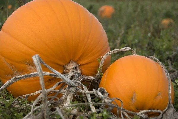 Halloween pumpkins in a field — Stock Photo, Image