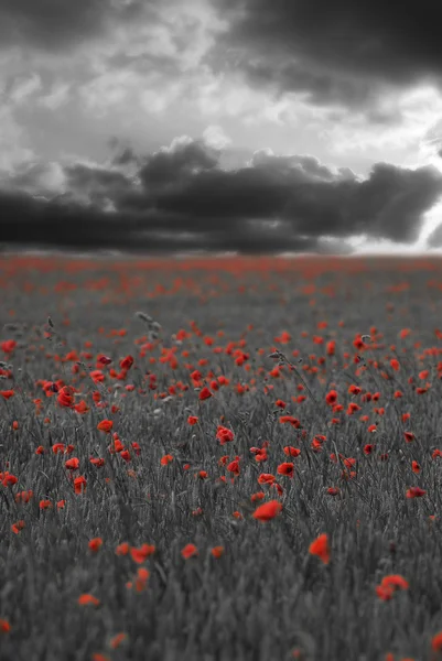 Poppy field — Stock Photo, Image