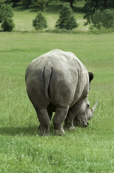Rinoceronte por trás — Fotografia de Stock