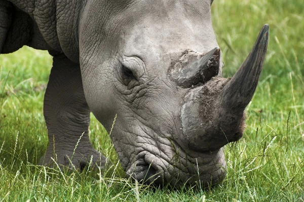 Rhino de pâturage — Photo