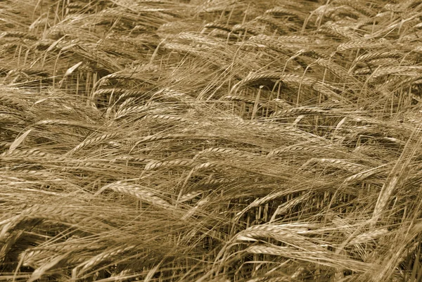 Ripe wheat ready for harvest — Stock Photo, Image