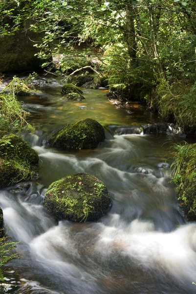 Stock image Mountain stream