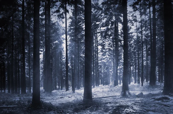 Sol bosque ligero —  Fotos de Stock