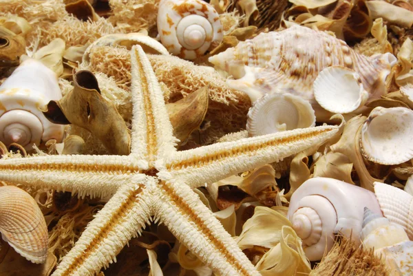 stock image Potpourri with starfish