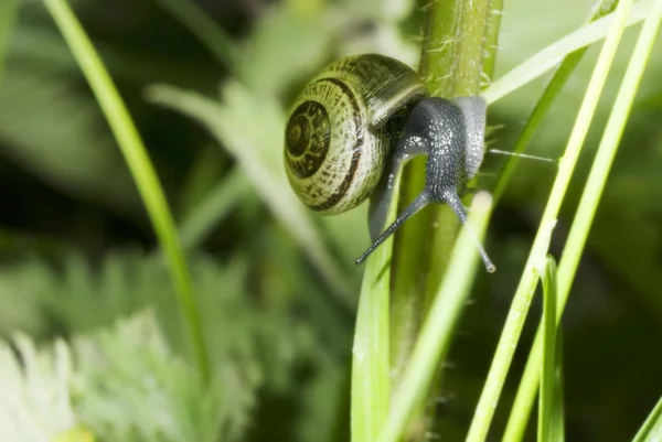 植物秸秆上独行蜗牛 — 图库照片