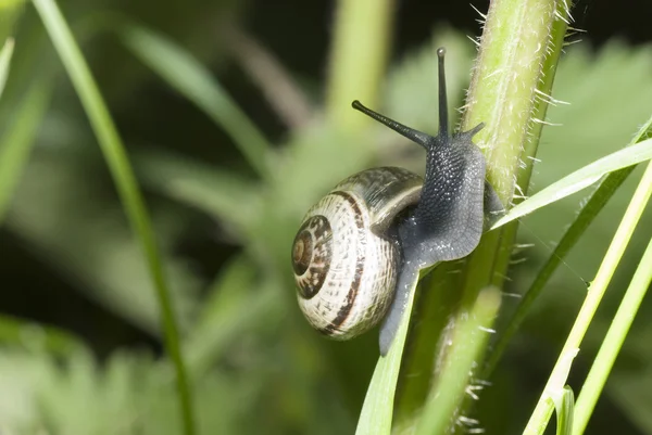 单个蜗牛爬上了植物秸秆 — 图库照片