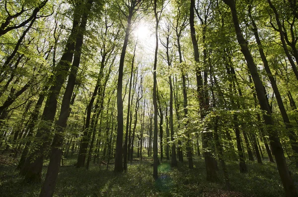 Sunlit forest — Stock Photo, Image