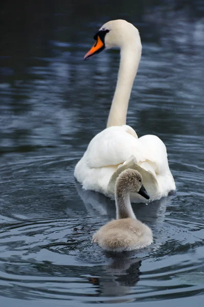 Swan and signet — Stock Photo, Image