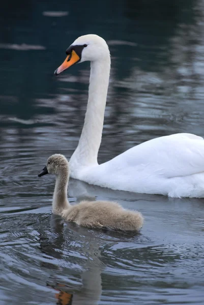 Swan and signet — Stock Photo, Image
