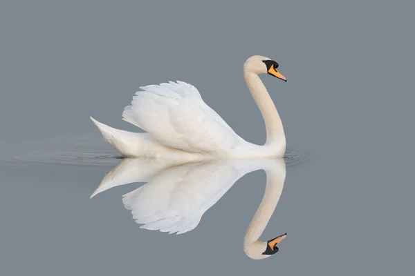 Swan reflections — Stock Photo, Image