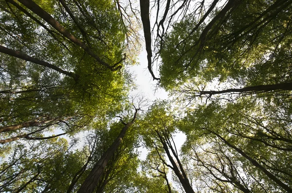 Abstract forest canopy — Stock Photo, Image