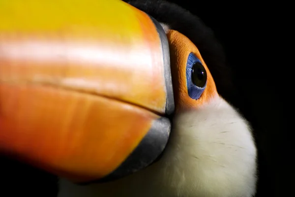 Toucan fechar — Fotografia de Stock