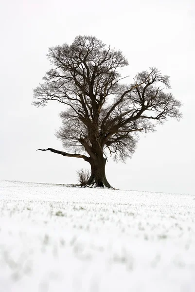 눈 속의 나무 — 스톡 사진