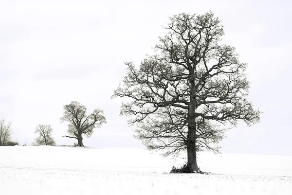 Деревья в зимнем снегу — стоковое фото