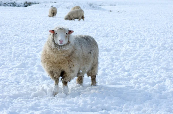 Moutons en hiver — Photo