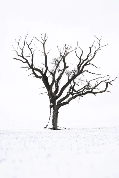 Tree in the snow — Stock Photo, Image