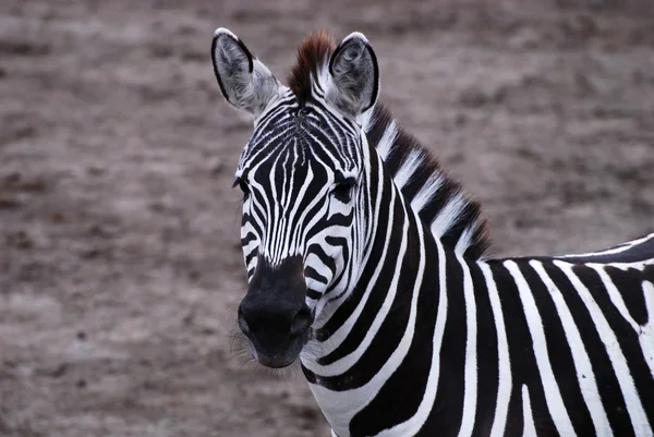 Zebras bestaunen — Stockfoto