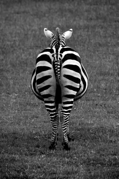 Zebra por trás — Fotografia de Stock