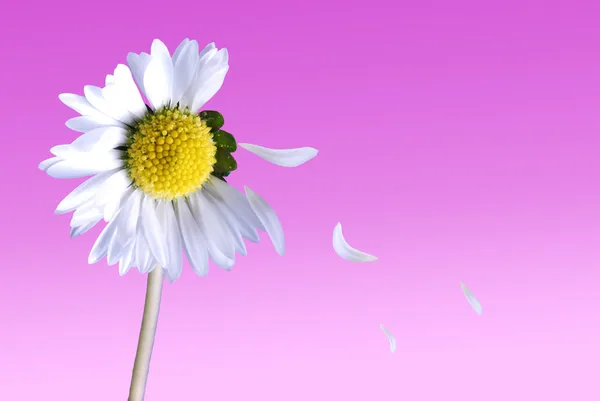 Daisy met dalende bloemblaadjes Stockfoto