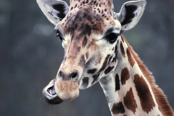 长颈鹿吃 图库照片