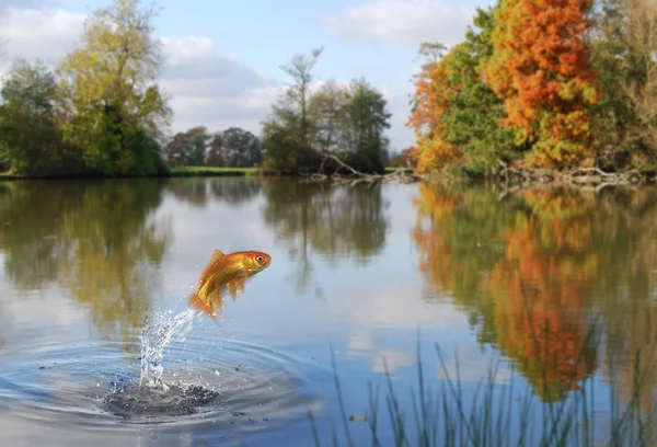 Salto de peixinhos dourados Fotos De Bancos De Imagens