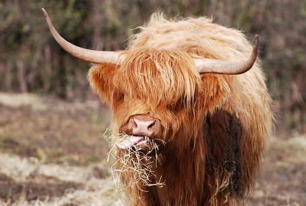苏格兰高地牛 免版税图库图片