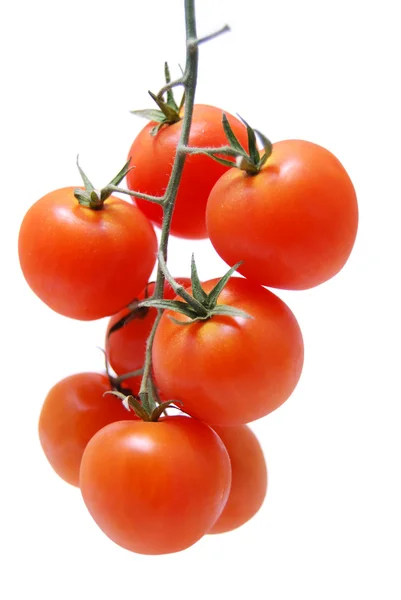 Dojrzałe pomidory Obrazy Stockowe bez tantiem