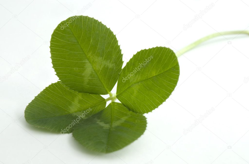 Four leaf clover on white