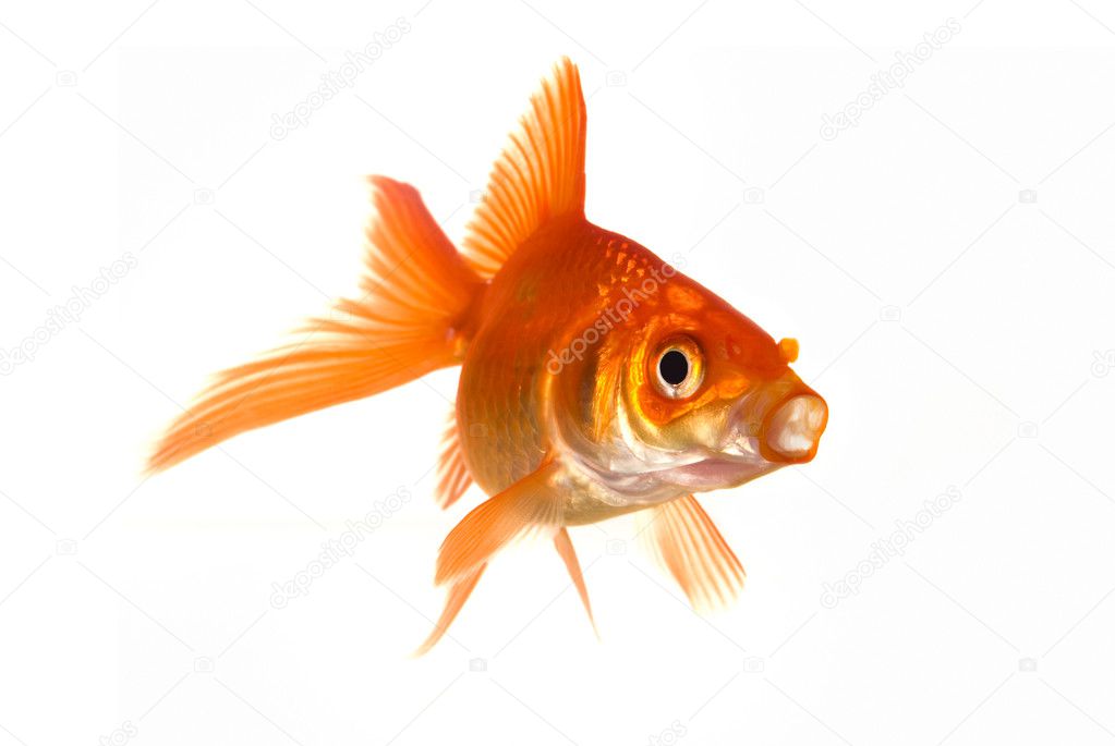 Goldfish with its mouth open — Stock Photo © plampy #9010373