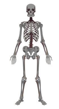 Human's skeleton clipart