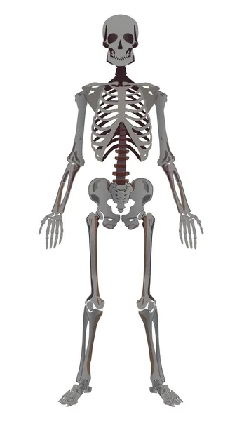 Человеческий скелет — стоковый вектор