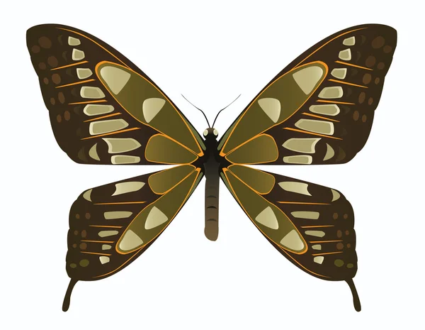 Вектор коричневий і зелений метелик — стоковий вектор