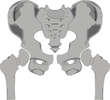 Pelvis bones clipart