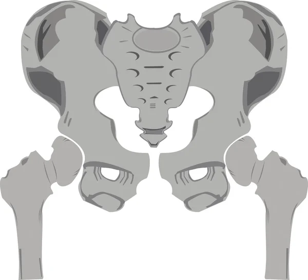 Huesos de pelvis — Vector de stock