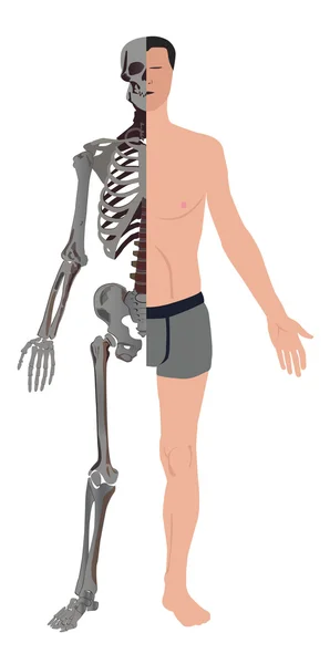 Скелет человека — стоковый вектор
