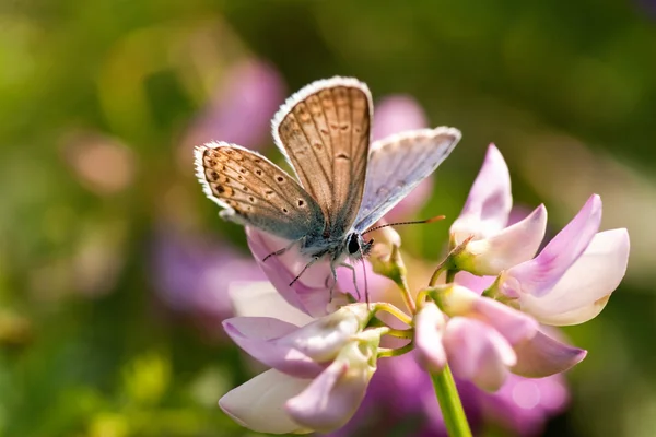 stock image Butterfly