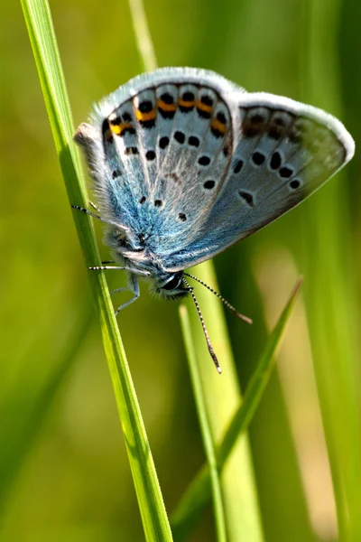 stock image Butterfly