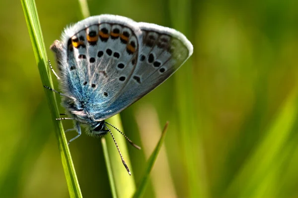 stock image Butterfly